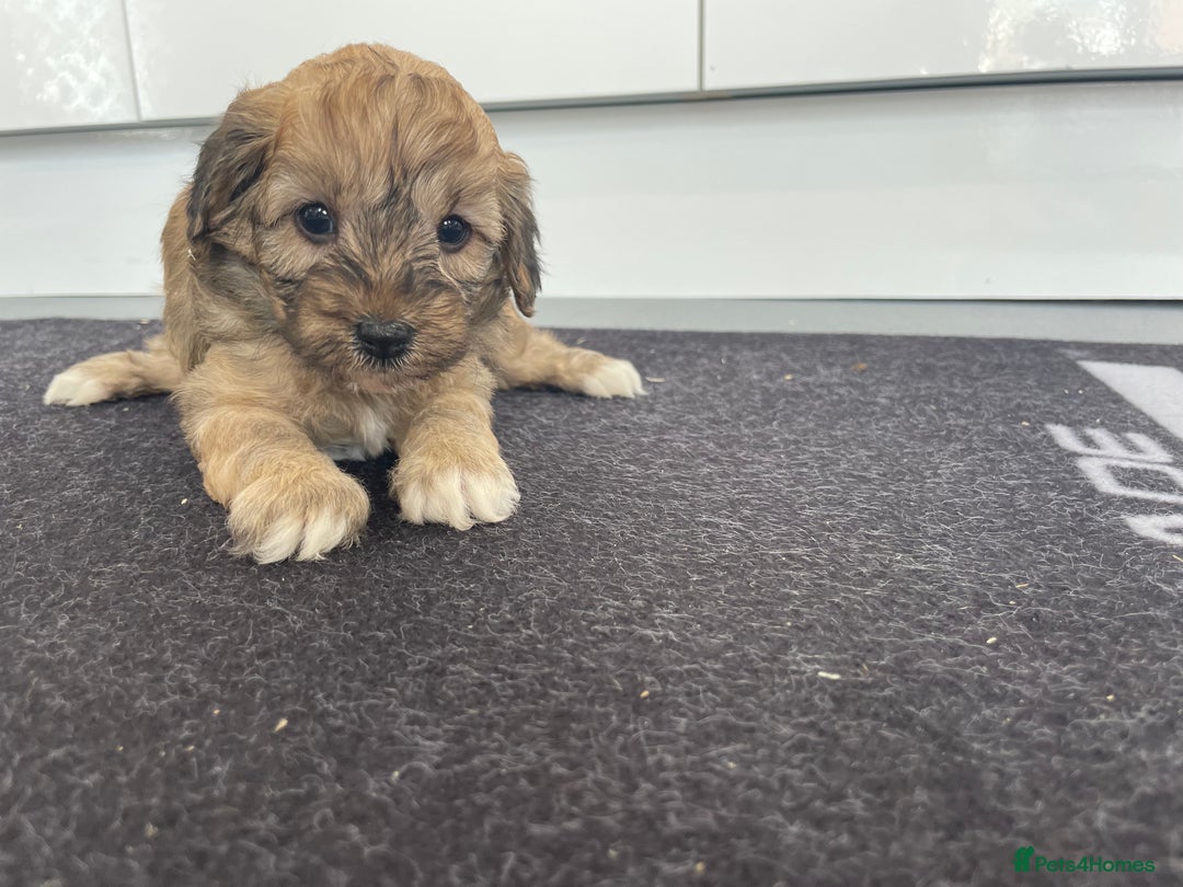 Cavapoochon dogs for sale: Beautiful Cavapoochon puppies for sale  - Image 14
