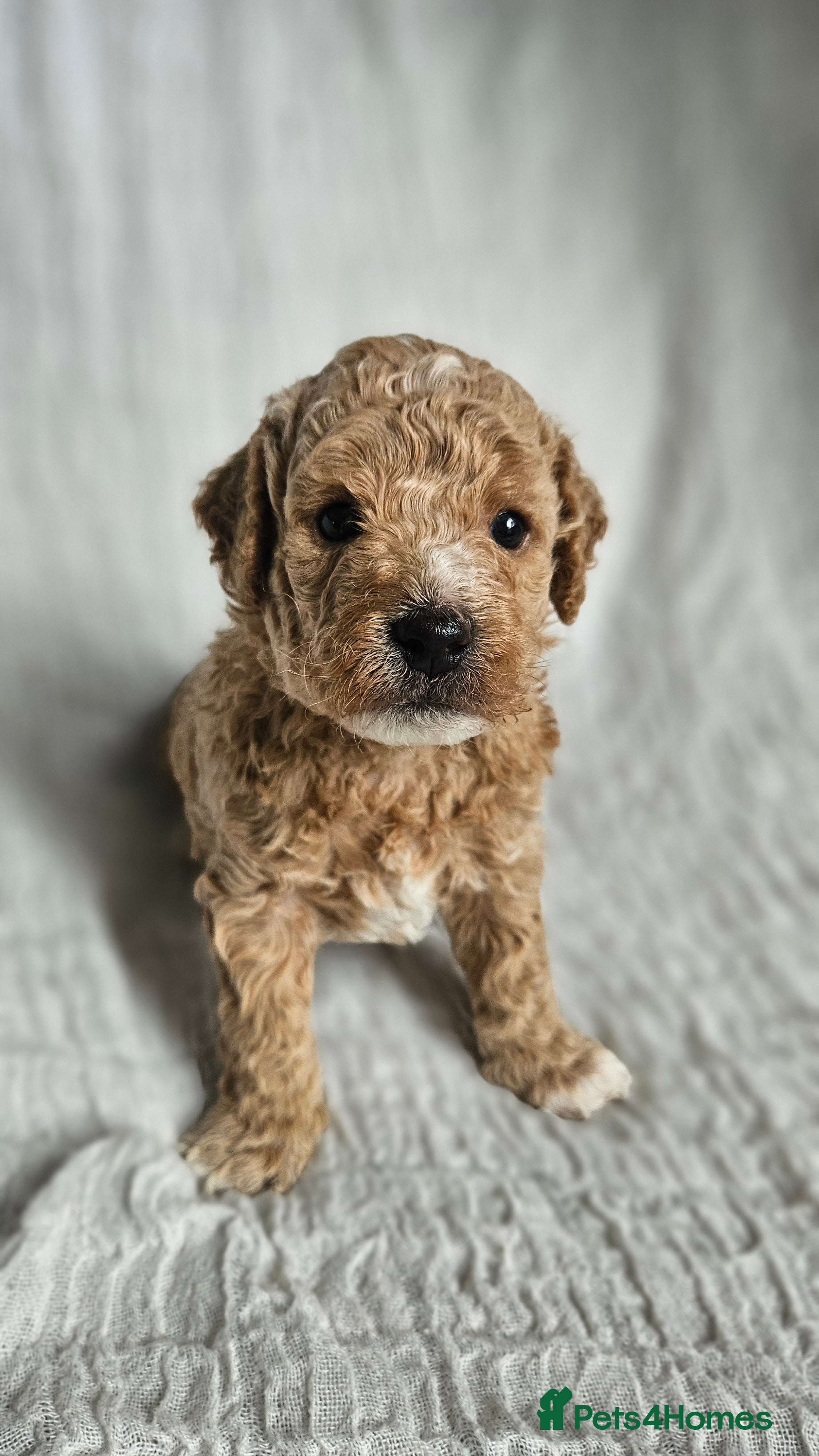 Mini Goldendoodle dogs for sale: 🐾✨ Beautiful Toy Goldendoodle Puppies  ✨🐾 - Advert 30