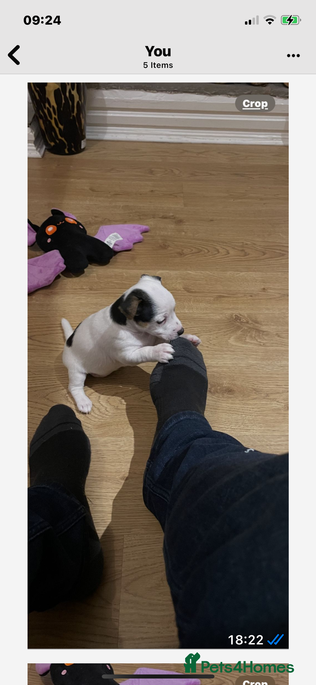 Jack Russell dogs for sale: Short leg pure bred jacks Russel original type .  - Image 1