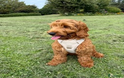 Cockapoo dogs for sale: F1 cockapoo Charlie 🩵 - Image 2