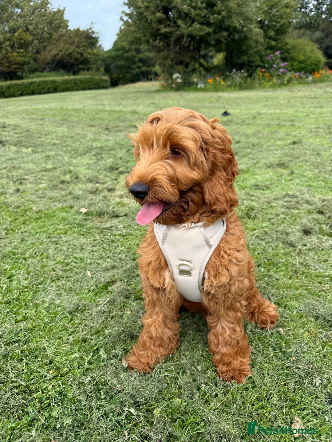 Cockapoo dogs for sale: F1 cockapoo Charlie 🩵 - Image 2