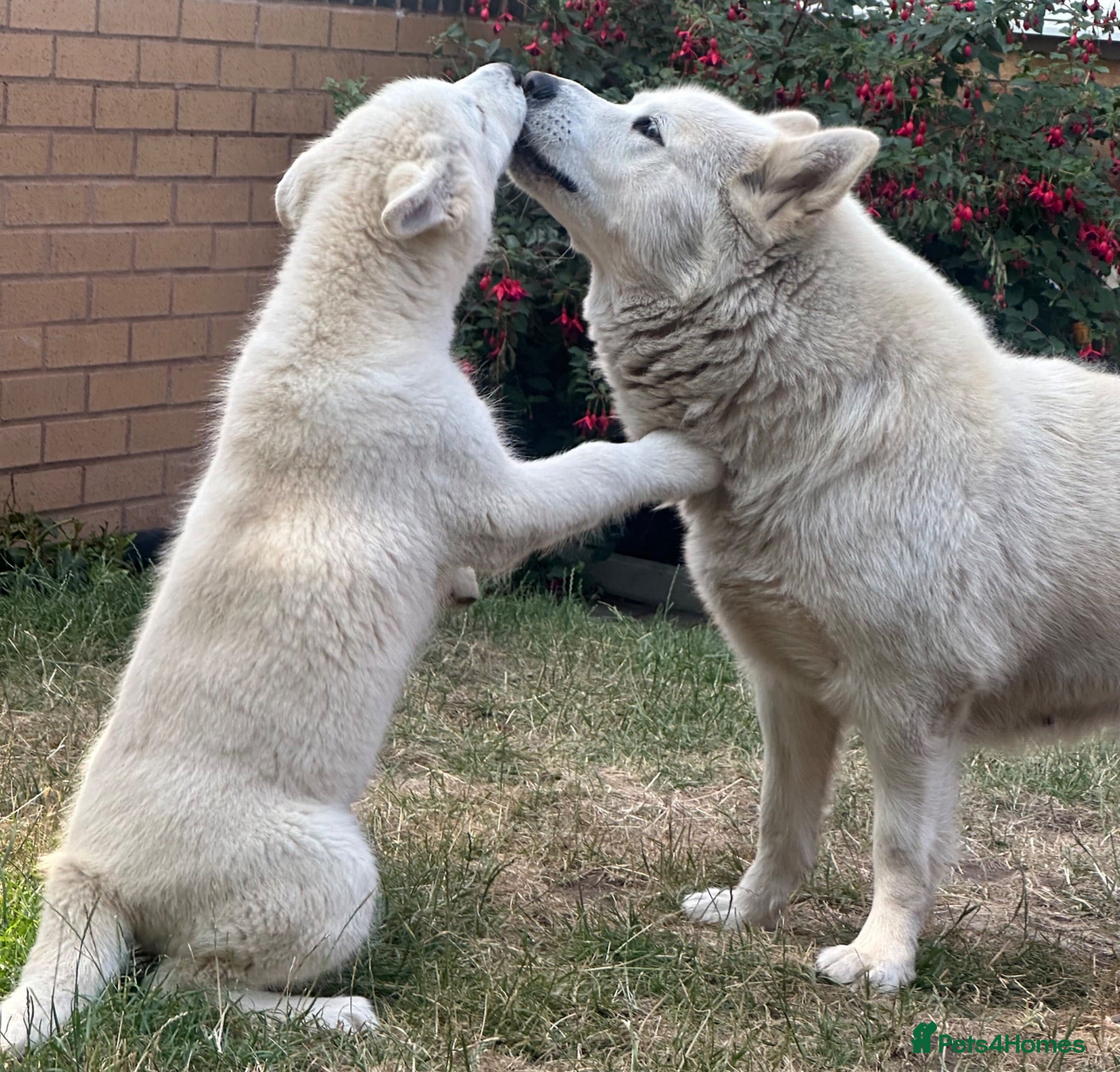 Alaskan Malamute dogs Pure white Alaskan Malamutes  - Advert 1