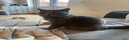 British Shorthair cats for sale: 14 month old British shorthair Walter for sale  - Advert 2