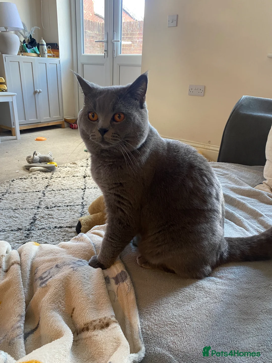 British Shorthair cats for sale: 14 month old British shorthair Walter for sale  - Advert 2