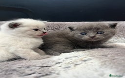 British Shorthair cats for sale: Beautiful British Shorthair Kittens - Image 4