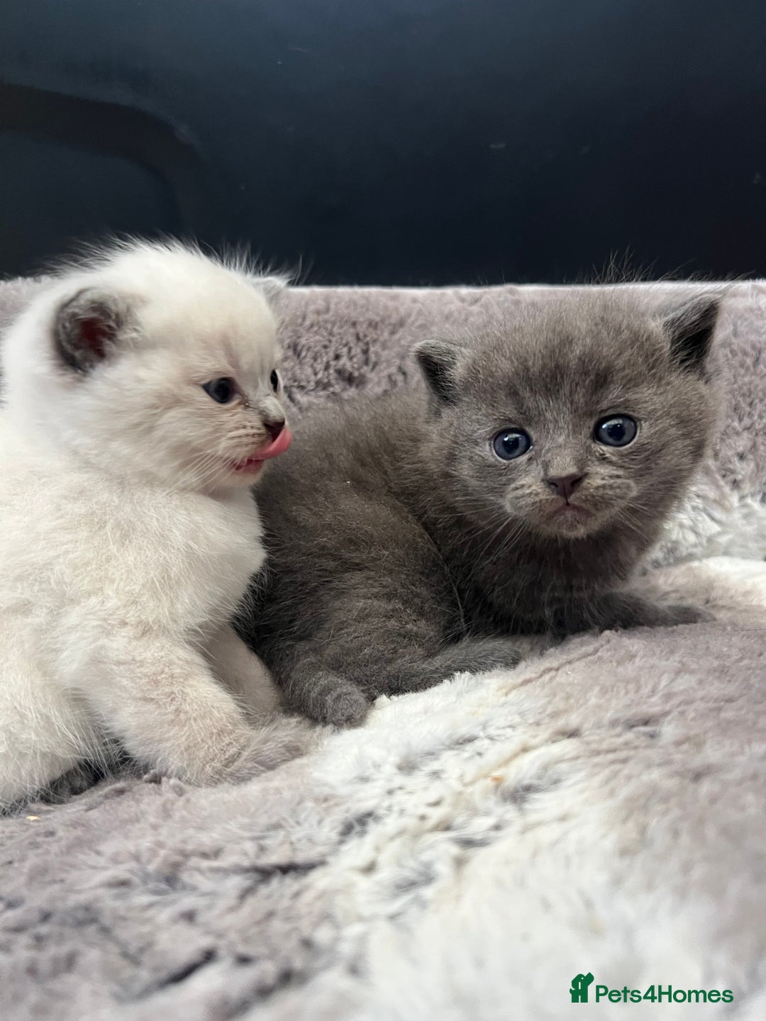 British Shorthair cats for sale: Beautiful British Shorthair Kittens - Image 4