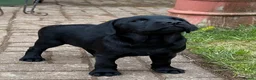 Labrador Retriever dogs for sale: Black male Labrador  - Advert 2