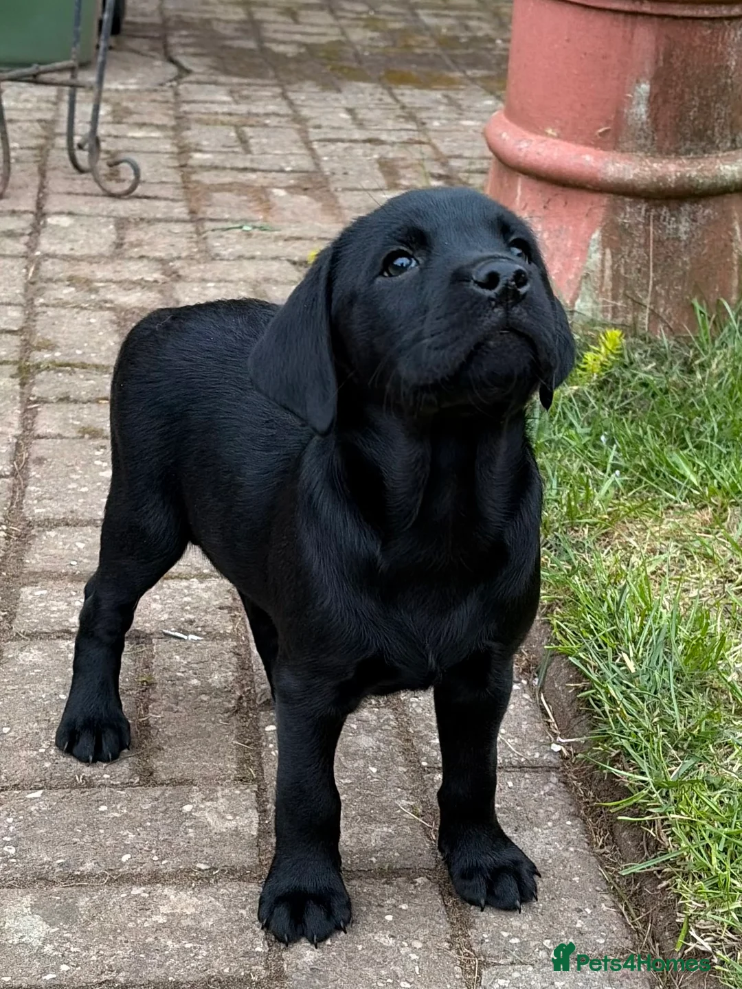 Labrador Retriever dogs for sale: Black male Labrador  - Advert 2