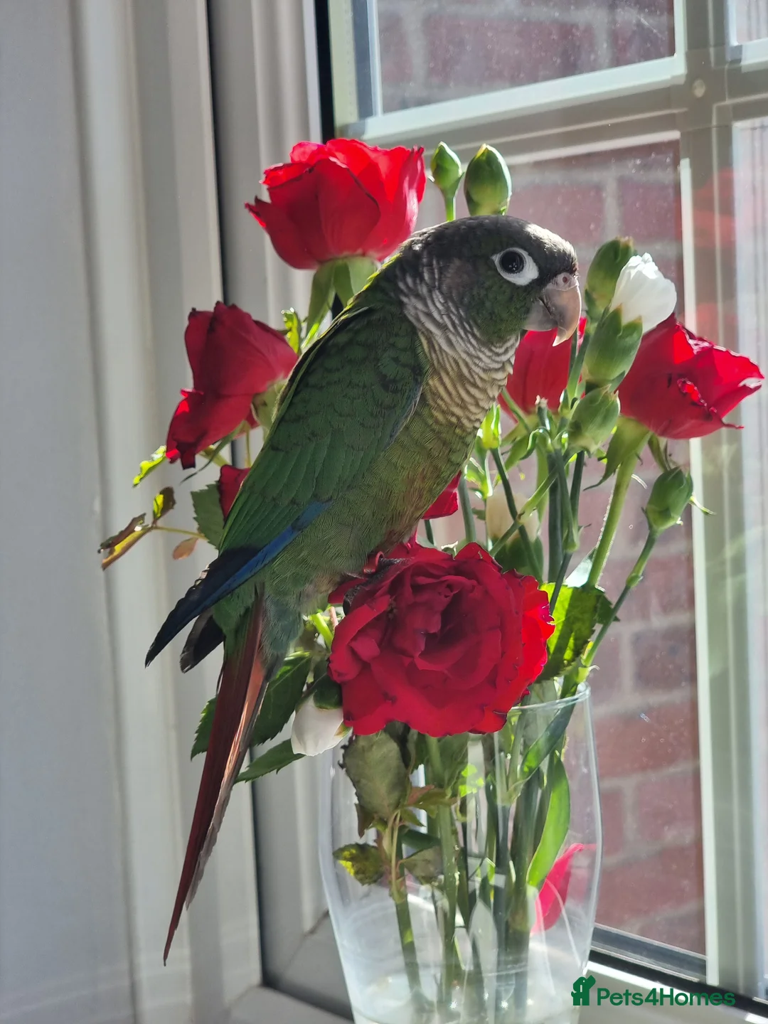 Conures birds for sale: Talented & sweet male Conure with DNA certificate - Advert 1