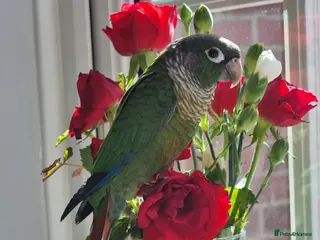 Conures birds Talented & sweet male Conure with DNA certificate - Advert 3