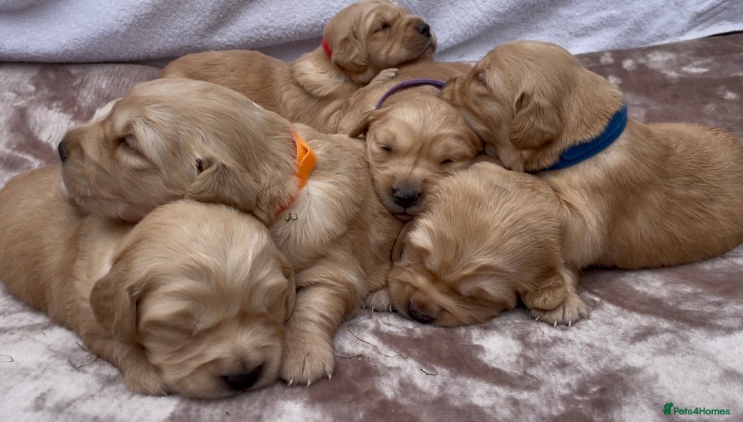 Golden Retriever dogs for sale: OUTSTANDING PEDIGREE GOLDEN RETRIVER PUPPIES KC - Image 29