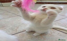 Scottish Fold cats for sale: 1 cutie cream folded girl & 1 straight cream  girl - Image 13