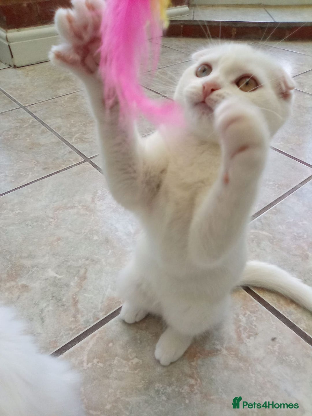 Scottish Fold cats for sale: 1 cutie cream folded girl & 1 straight cream  girl - Image 13