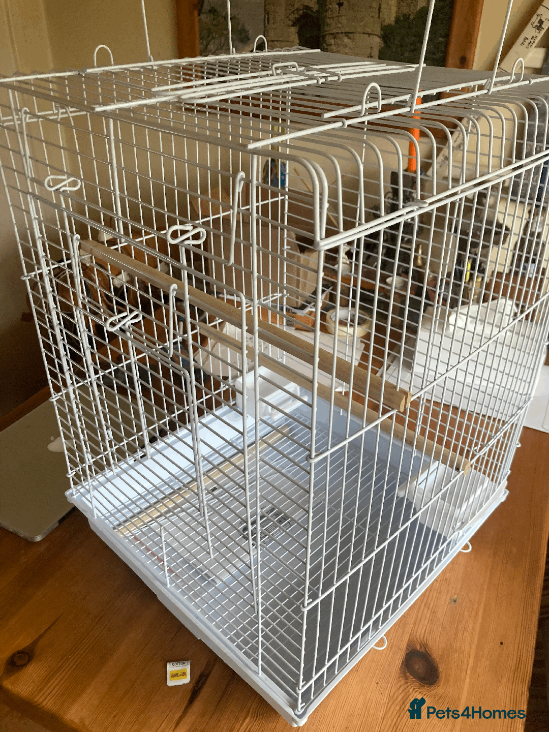 Lovebirds birds for sale: Fischer black masked lovebirds - Image 4