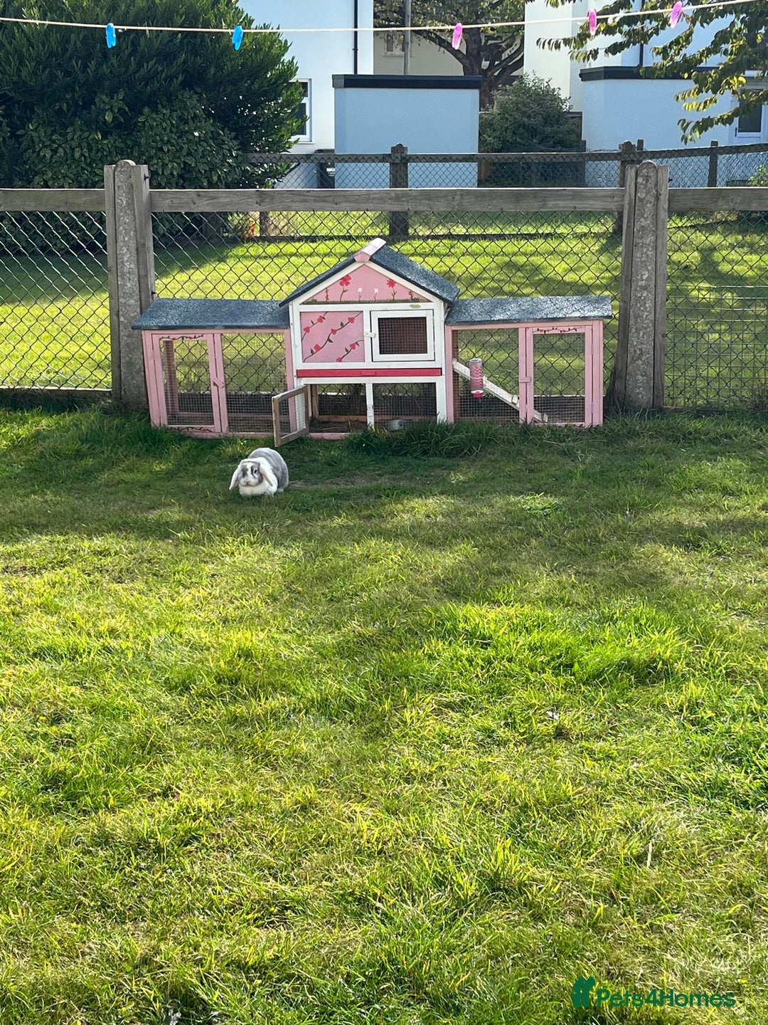 Mixed Breed rabbits for sale: Grey & white female rabbit for rehomimg - Advert 3