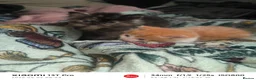 Mixed Breed cats for sale: Adorable White & Ginger Male Kitten for Sale in Nottingham - Advert 11