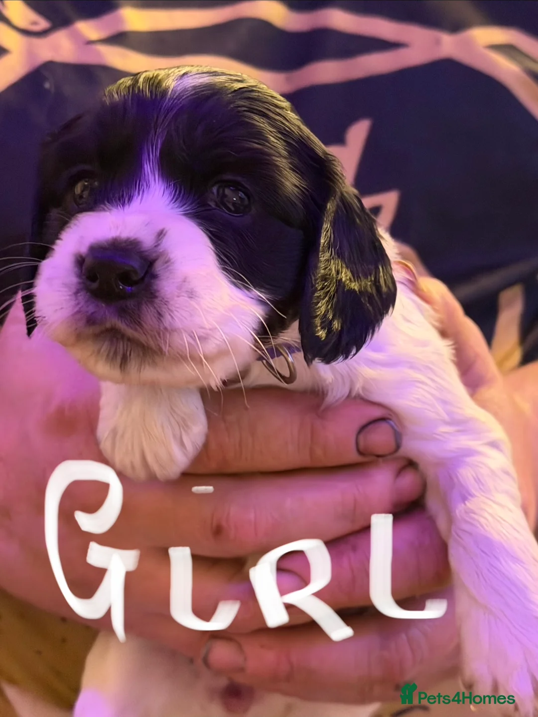 Sprocker dogs for sale: Sprocker puppies  - Advert 11