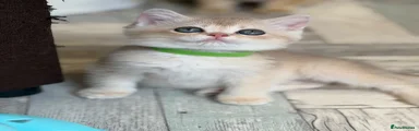British Shorthair 5