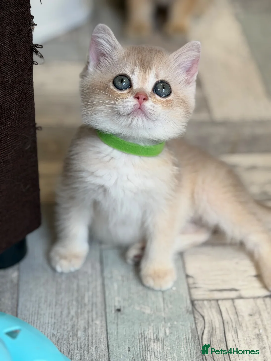 British Shorthair cats for sale: British sh blue golden kittens GCCF  - Advert 24