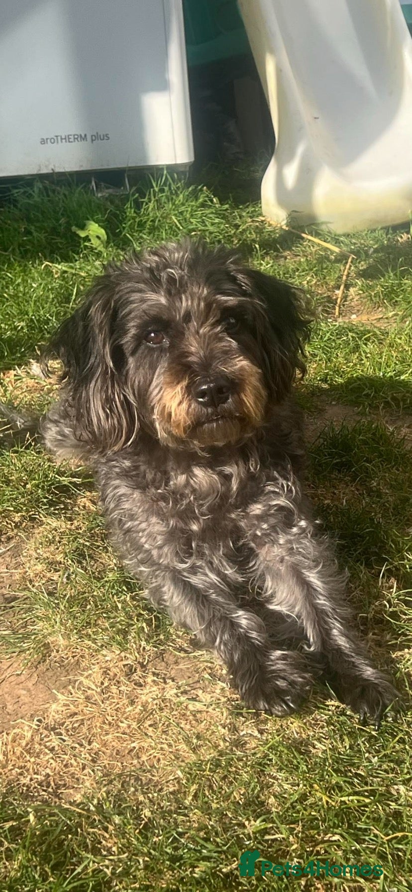 Cockapoo dogs Cockapoo x patterdale pups ***Due*** - Advert 18