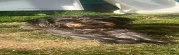 Cockapoo dogs for sale: Cockapoo x patterdale pups ***Due*** in Eyemouth - Advert 1