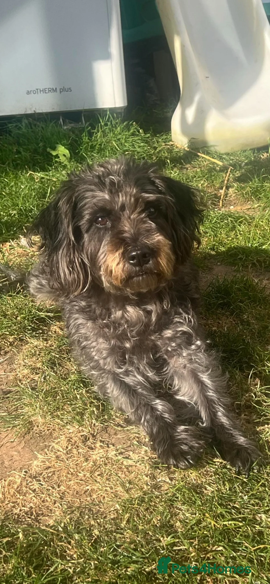 Cockapoo dogs for sale: Cockapoo x patterdale pups ***Due*** in Eyemouth - Advert 1
