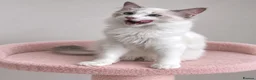 Ragdoll cats for sale: 🐾 Beautiful Ragdoll Kittens for Sale 🐾 - Advert 30