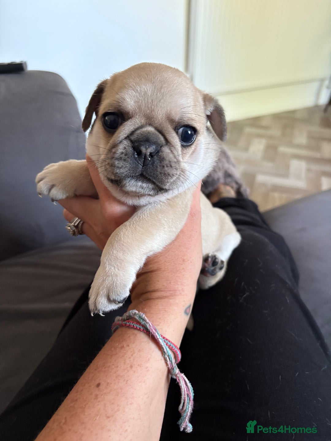 Frug dogs for sale: Beautiful baby Frug’s - Image 7