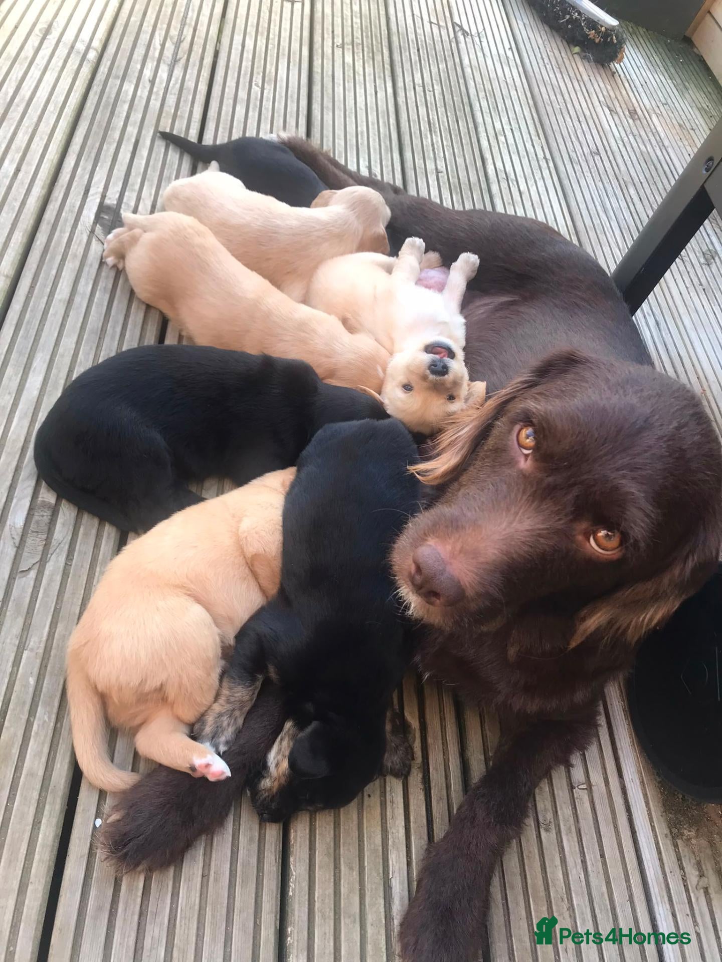 Mixed Breed dogs Gorgeous goldendoodles!! - Advert 2