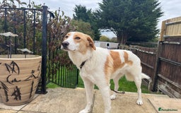 Mixed Breed dogs for adoption: 💙🩵Archie is looking for Love🐾 🩵💙 - Image 5