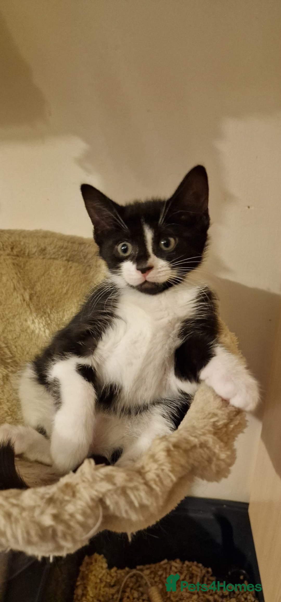 British Shorthair cats for sale: 8 week old BSH kittens - Image 4