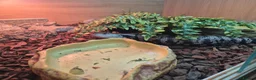Mixed Breed invertebrates for sale: Reptile & bug collection for sale - Advert 5