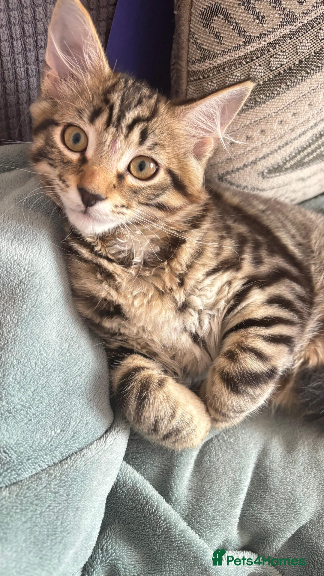 British Shorthair cats for sale: 🐾 Adorable Kittens Looking for  Home! 🐾 - Image 3