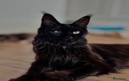 Maine Coon cats for sale: Lovely Maincoon kittens - Image 6