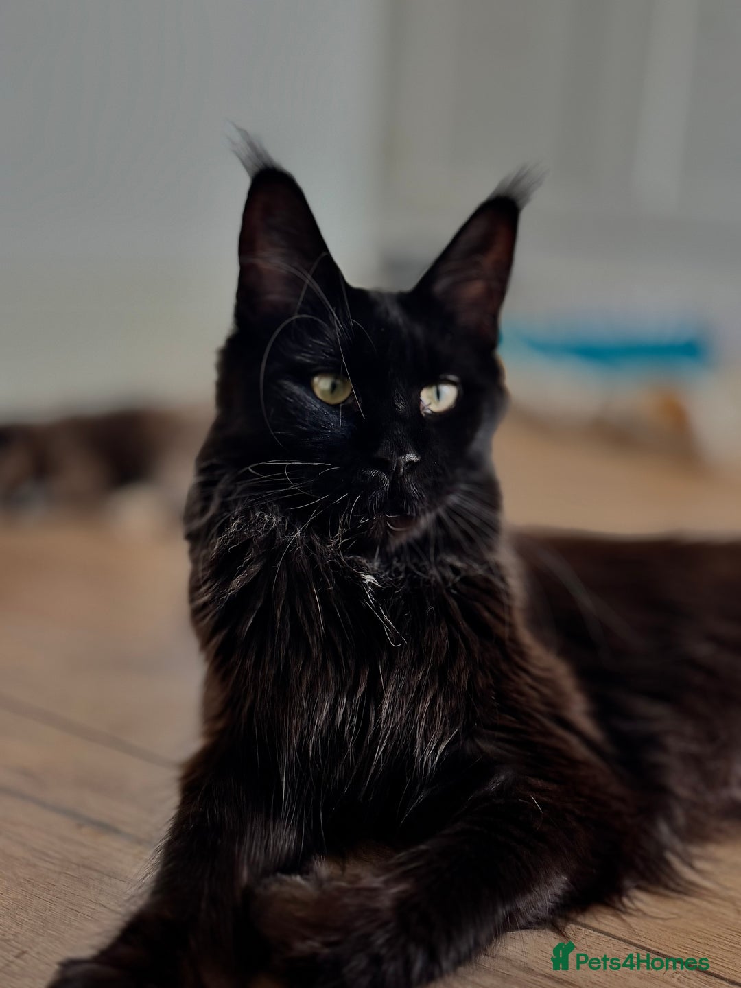 Maine Coon cats for sale: Lovely Maincoon kittens - Image 6