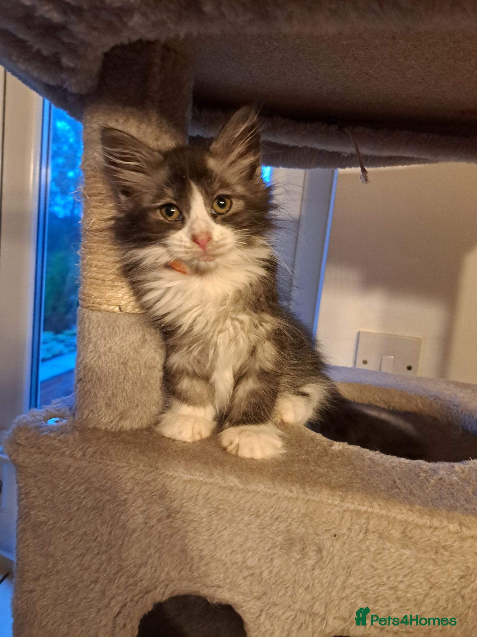 Norwegian Forest Cat cats 6 adorable NFC/Maincoon kittens. - Advert 2