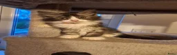 Norwegian Forest Cat cats for sale: 6 adorable NFC/maincoon kittens. - Advert 11