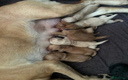 Labrador Retriever dogs for sale: Beautiful pedigree golden Labradors  - Image 2
