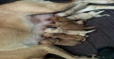 Labrador Retriever dogs - Advert 10