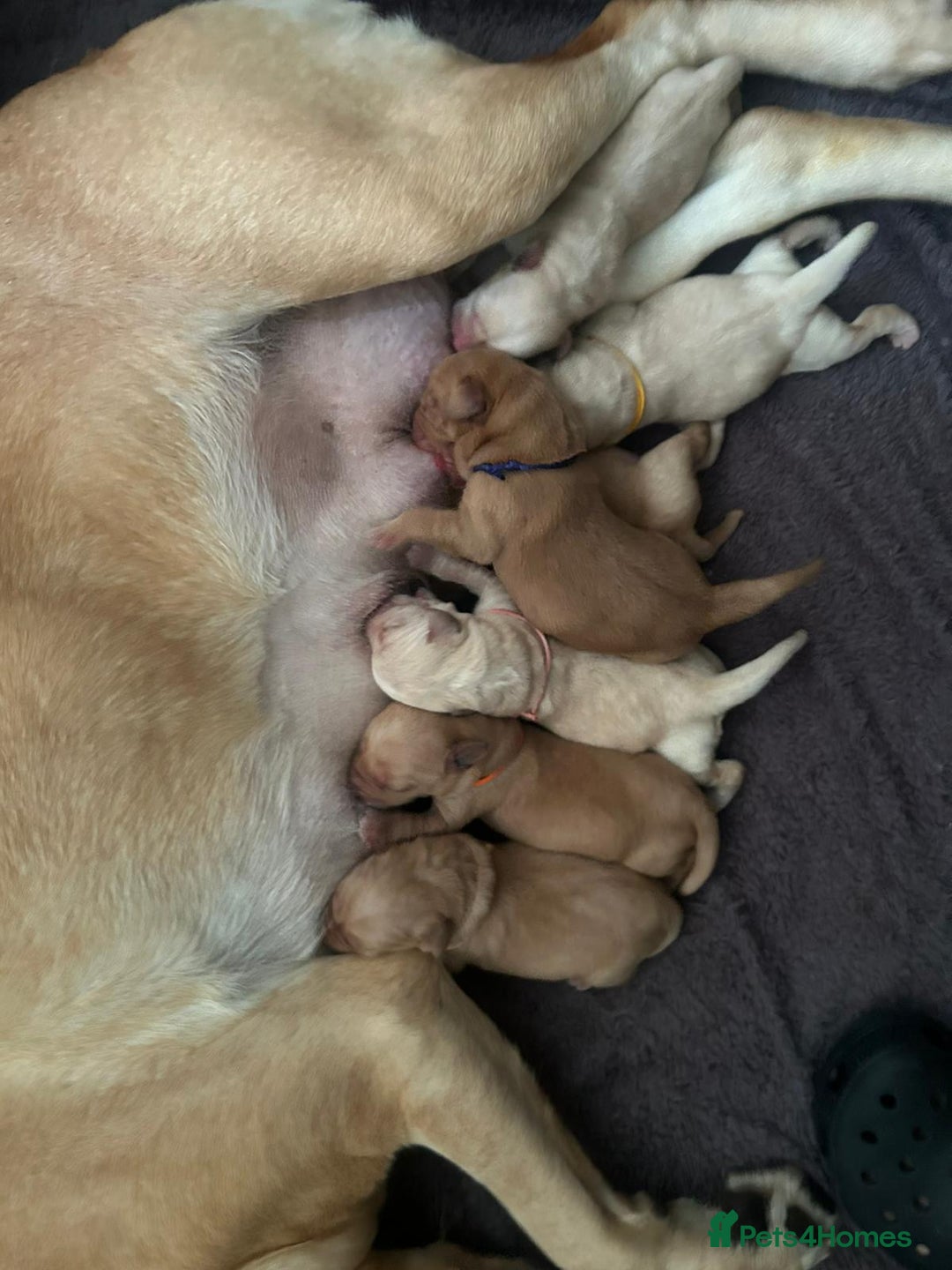 Labrador Retriever dogs for sale: Beautiful pedigree golden Labradors  - Image 2
