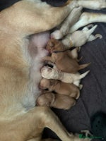 Labrador Retriever dogs - Advert 8