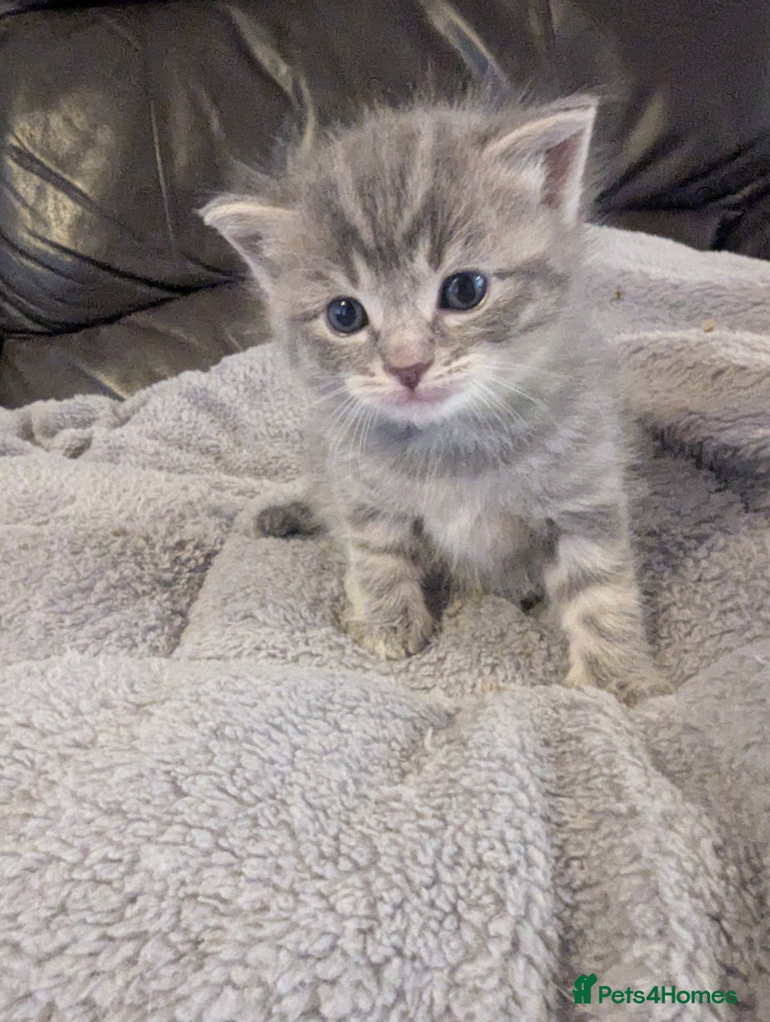 Mixed Breed cats for sale: Beautiful grey silver tabby kittens, ragdoll X Mum - Advert 11