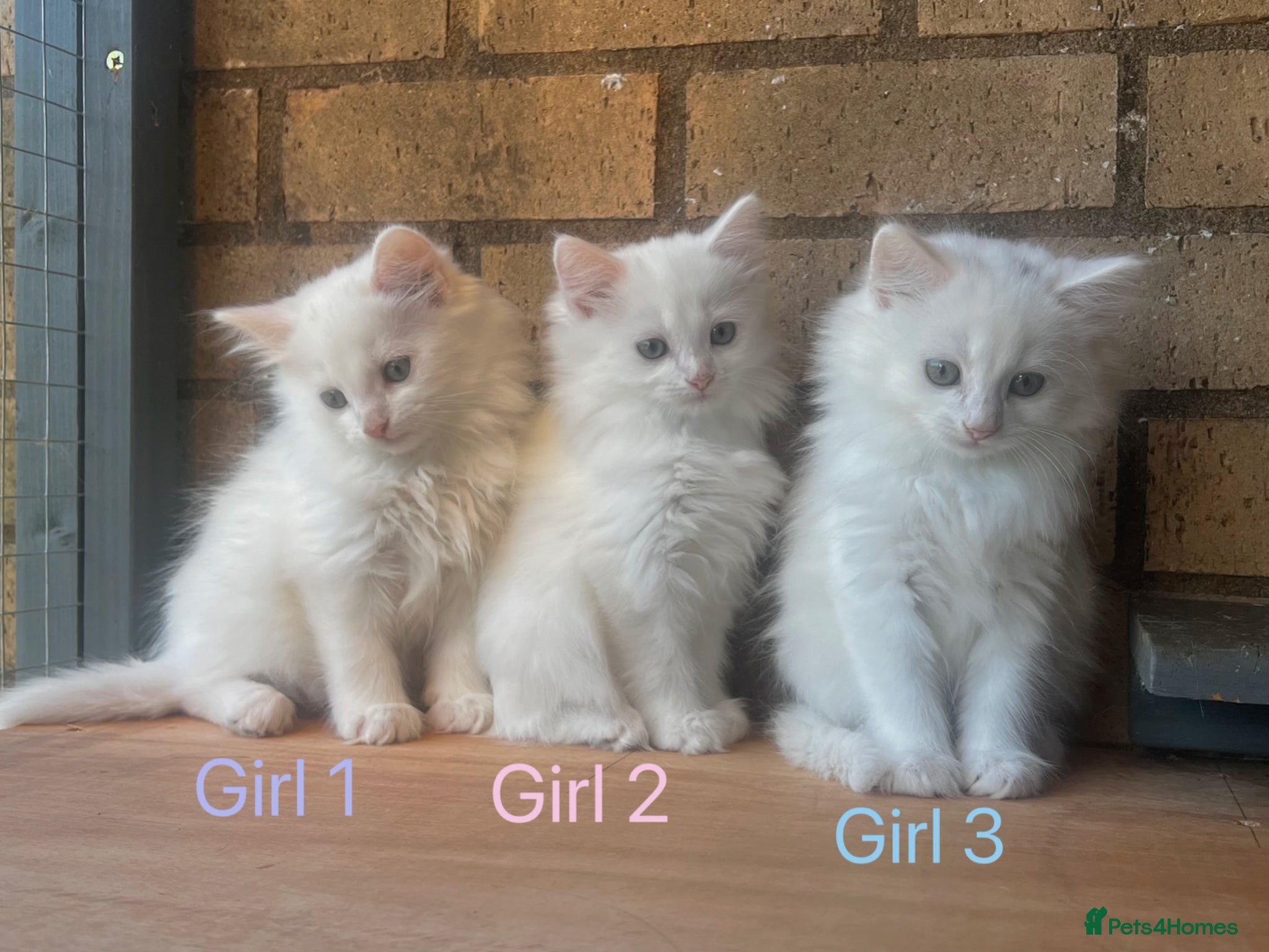 Turkish Angora cats for sale: Kittens available for loving homes - Advert 1