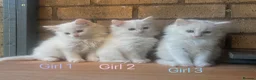 Turkish Angora cats for sale: Kittens available for loving homes - Advert 1