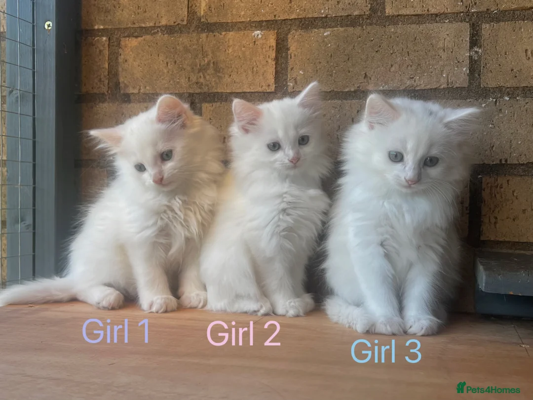 Turkish Angora cats for sale: Kittens available for loving homes - Advert 1