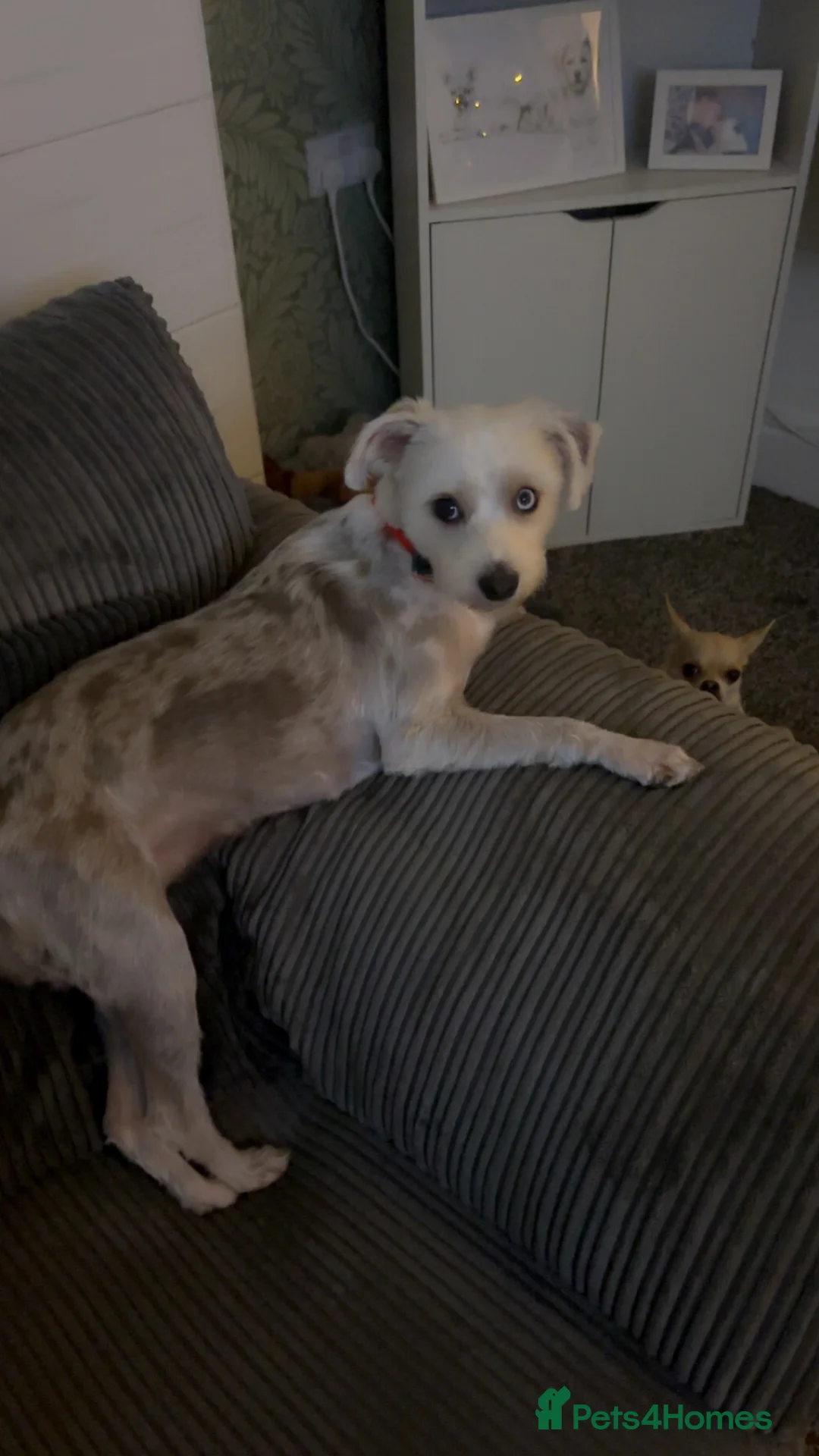 Mixed Breed dogs for sale: Dotty - Advert 5