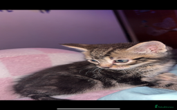 Mixed Breed cats for sale: 2 beautiful male kittens  - Image 2