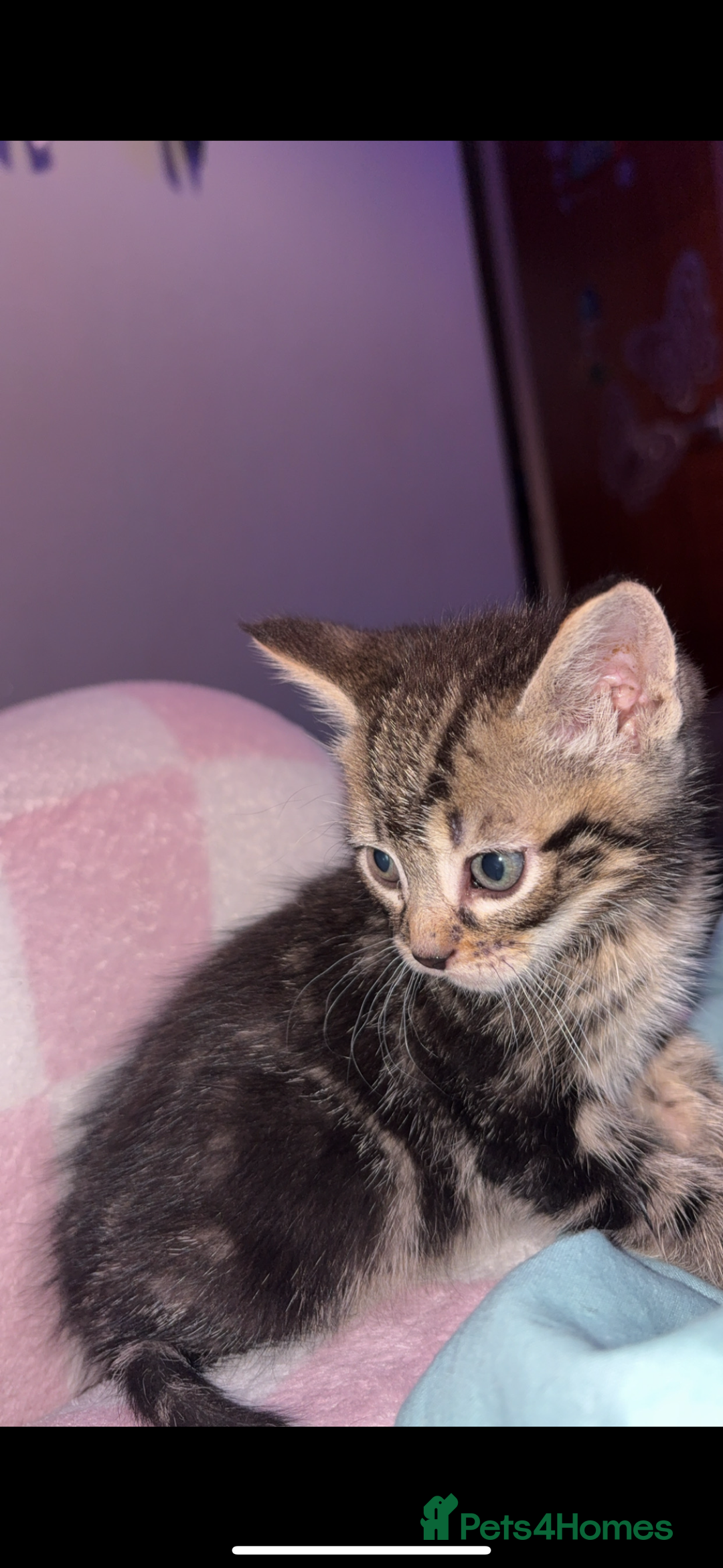 Mixed Breed cats for sale: 2 beautiful male kittens  - Image 2