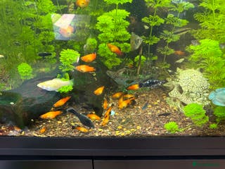 Platies fish Mollies , Platys & Swordtails available in Oxford - Advert 2