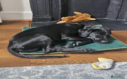 Springador dogs for sale: Springador male 6 months old.  - Image 7